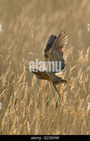 Bittern taking flight from a reed bed Stock Photo