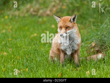 An old wily fox sitting in grass Stock Photo