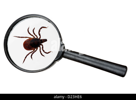 Black legged deer tick as commonly found on cats and dogs. Real magnifying glass, isolated over white Stock Photo