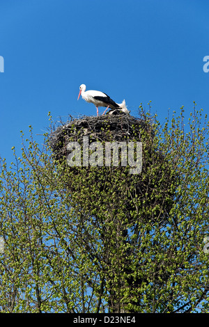 Schlepzig, Germany, storks Storchennest Stock Photo