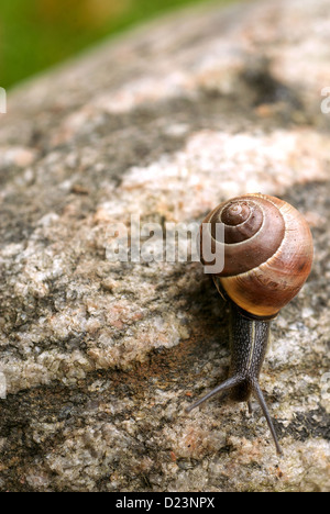 Stralsund, Germany, a snail Stock Photo