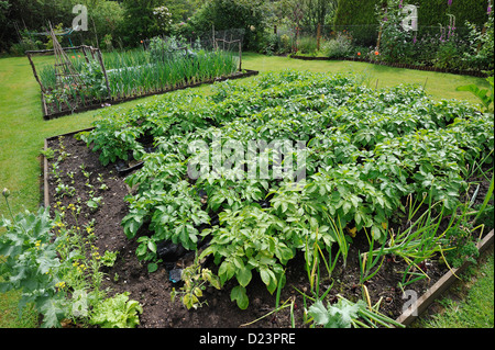 Potato patch in a suburban garden Stock Photo