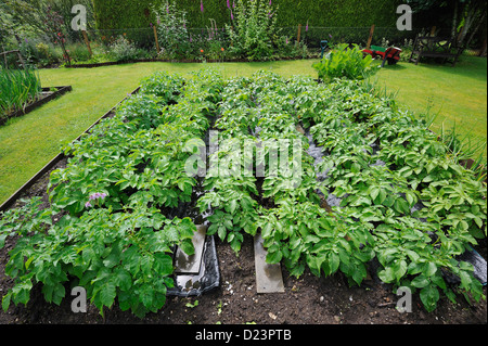 Potato patch in a suburban garden Stock Photo