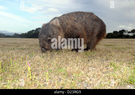 Common wombat (Vombatus ursinus) grazing at Springlawn, Narawntapu National Park, Tasmania, Australia Stock Photo