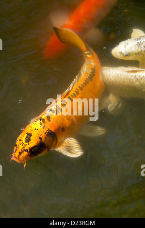 Koi fish in pond Stock Photo