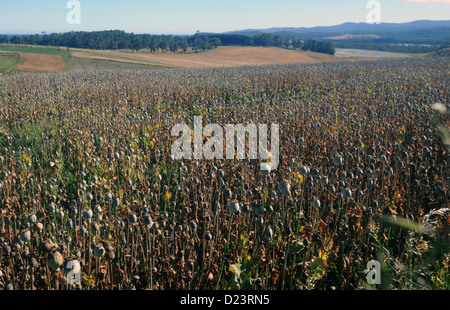 Fields of poppy heads full of resin and ready for harvesting to make medicinal opiates, northern Tasmania, Australia. No PR Stock Photo