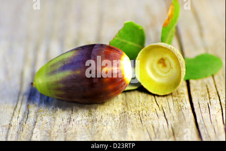 one acorns on a table background Stock Photo