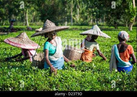 Tea leaf harvesters at work on a tea plantation in Jorhat, Assam, India. They collect the harvest in bamboo baskets. Stock Photo