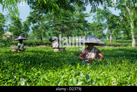 Tea leaf harvesters at work on a tea plantation in Jorhat, Assam, India. They collect the harvest in bamboo baskets. Stock Photo