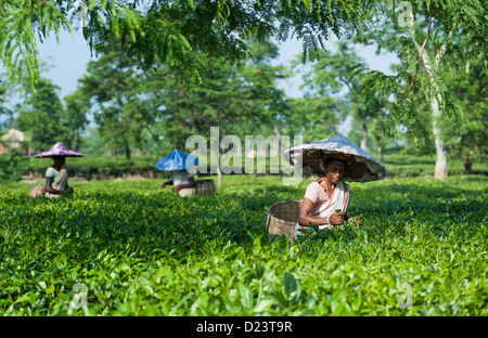 Tea leaf harvesters at work on a tea plantation in Jorhat, Assam, India. They collect the harvest in bamboo baskets. Stock Photo