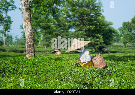 Tea leaf harvesters at work on a tea plantation in Jorhat, Assam, India. They collect the harvest in bamboo baskets. Stock Photo