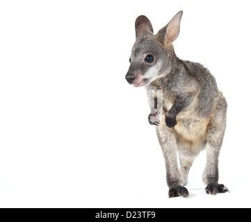 black wallaby; swamp wallaby; black-tailed wallaby, wallabia bicolor photographed in a studio suitable for cut-out Stock Photo