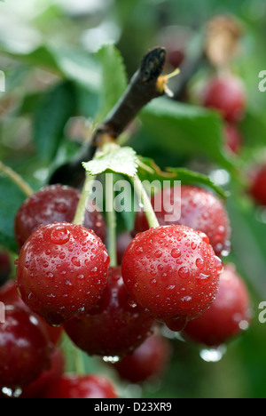 Nauen, Germany, fresh cherries on a tree Stock Photo