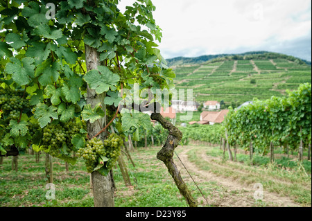 Vine with white Grapes in Wachau, Lower Austria Stock Photo