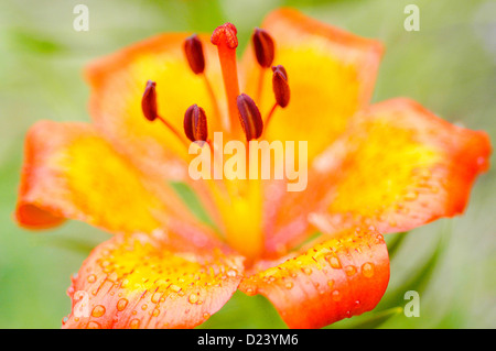 Lilium bulbiferum Stock Photo