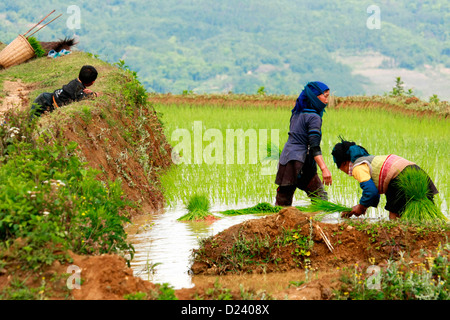 Hani women working in the rice fields near Yuanyang, Yunnan, South West China. Stock Photo