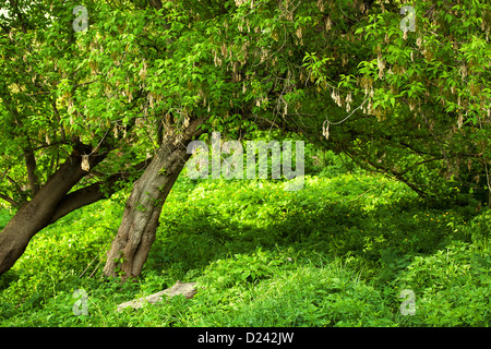 Spring meadow with big tree with fresh green leaves Stock Photo