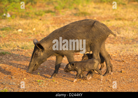 FERAL SOW WITH PIGLETS IN SOUTHERN INDIA Stock Photo