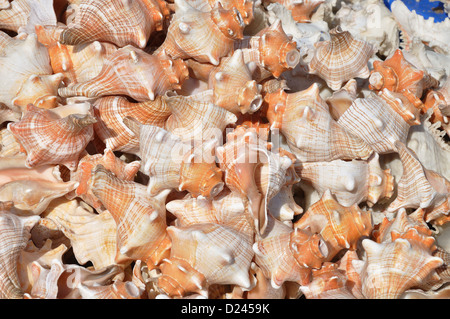 Indian Horse Conch Shell ( Triplofusus giganteus ) Stock Photo