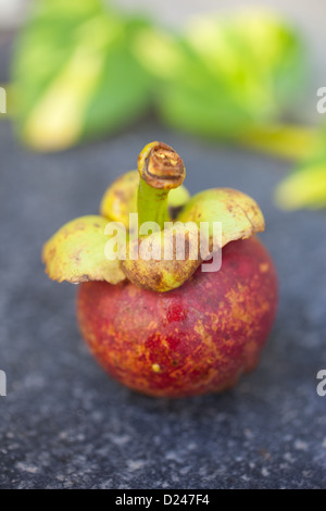 Single mangostin sitting on black volcanic rock with green leaves in background Stock Photo