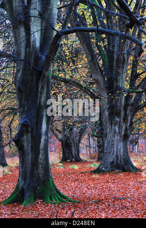 Beech trees in Savernake Forest, Wiltshire, UK. Autumn Stock Photo