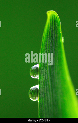 Rain droplets on iris leaf Stock Photo