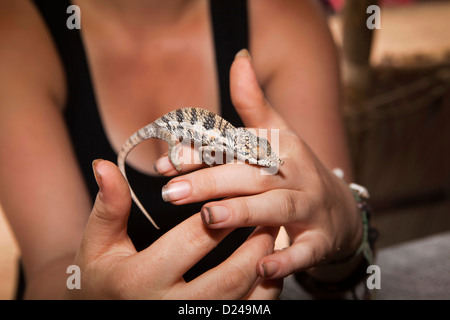 Madagascar, Operation Wallacea, research student with Chameleon Furcifer Angeli on hands Stock Photo