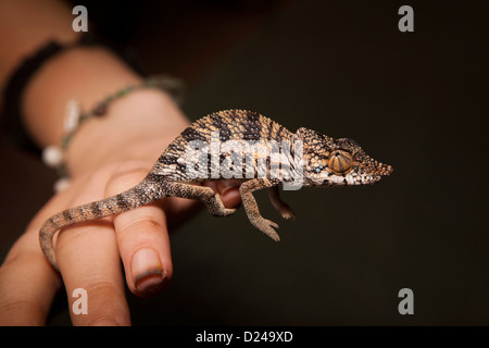 Madagascar, Operation Wallacea student with Chameleon Furcifer Angeli on hand of researcher Stock Photo