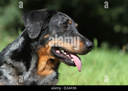 Dog Beauceron / Berger de Beauce  adult (Harlequin) portrait profile Stock Photo