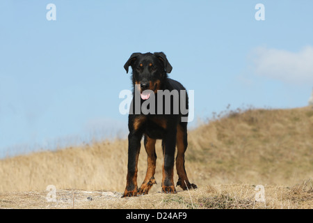 Dog Beauceron / Berger de Beauce young (black and tan) standing Stock Photo