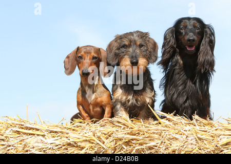 Dog Dachshund / Dackel / Teckel  three adults different hairs (short, wire and long haired) and different colors (three colors) Stock Photo
