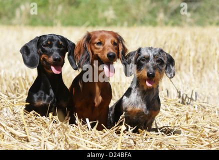 Dog Dachshund / Dackel / Teckel  three adults different hairs (short, long and wire haired) and different colors (three colors) Stock Photo