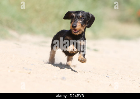 Dog Dachshund / Dackel / Teckel  wirehaired (black an tan) adult running Stock Photo