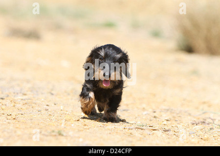 Dog Dachshund / Dackel / Teckel  wirehaired puppy (black and tan) walking Stock Photo