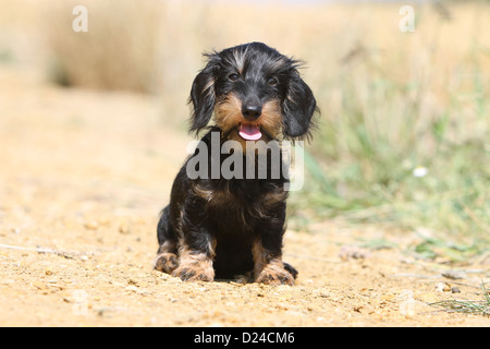 Dog Dachshund / Dackel / Teckel  wirehaired puppy (black and tan) sitting Stock Photo