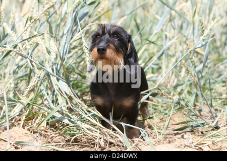 Dog Dachshund / Dackel / Teckel  wirehaired (black an tan) adult Stock Photo