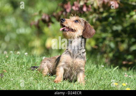 Dog Dachshund / Dackel / Teckel  wirehaired  adult (color boar) sitting look up Stock Photo