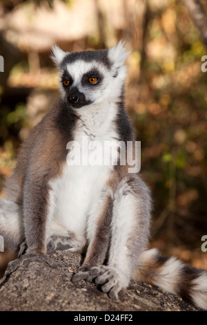 Madagascar, Ambalavao, Reserve d’Anja, Ringtailed Lemur, Lemur catta sitting on rock Stock Photo