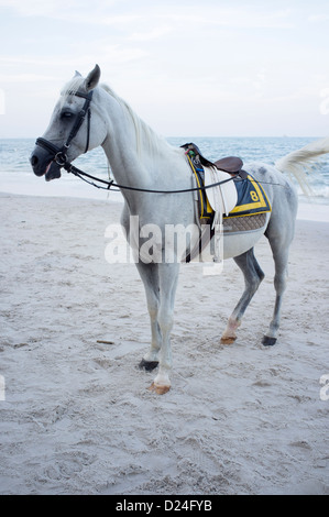 Horse on Beach Hua Hin Thailand Stock Photo