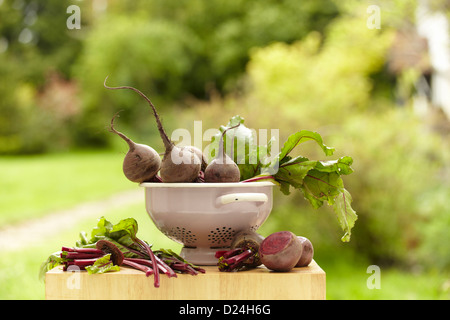 A colander with beetroot being prepared Stock Photo