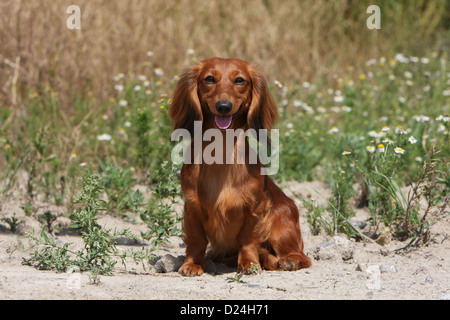 Dog Dachshund / Dackel / Teckel  longhaired adult (red) sitting in a field Stock Photo