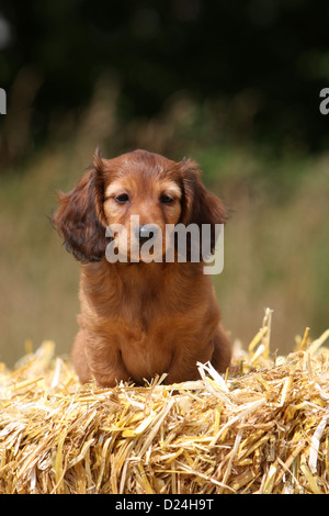 Dog Dachshund / Dackel / Teckel  longhaired puppy (red) sitting on the straw Stock Photo