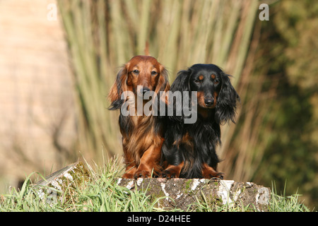 Dog Dachshund / Dackel / Teckel  longhaired two adults different colors (red, black and tan) sitting on a wood Stock Photo