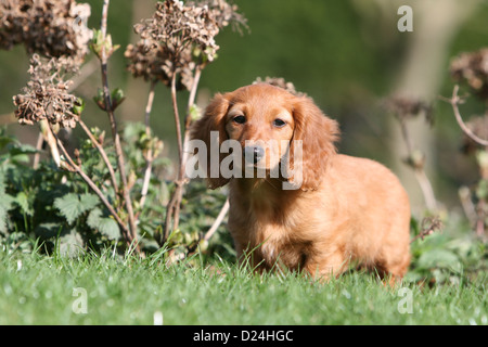 Dog Dachshund / Dackel / Teckel  longhaired puppy (red) standing Stock Photo
