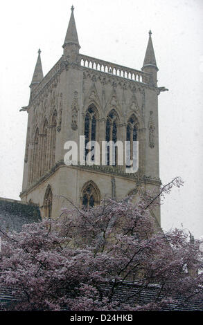 Cambridge, UK. 14th Jan, 2013. Blossom covered by the Snow in Cambridge U.K today . Stock Photo