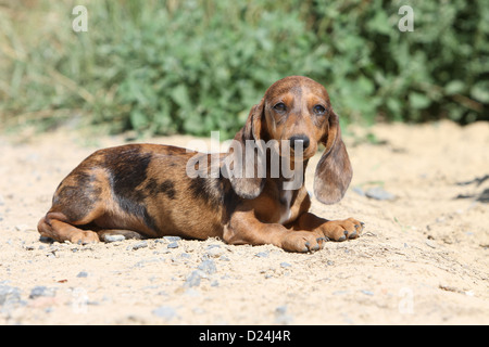 Dog Dachshund /  Dackel / Teckel  shorthaired puppy (Harlequin Merle brown) lying on the ground Stock Photo
