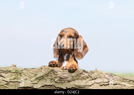 Dog Dachshund /  Dackel / Teckel  shorthaired puppy (Harlequin Merle brown) portrait Stock Photo