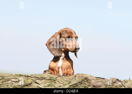 Dog Dachshund /  Dackel / Teckel  shorthaired puppy (Harlequin Merle brown) portrait profile Stock Photo