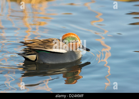 Eurasian Teal or Common Teal (Anas crecca), male on water, Norfolk, England, December Stock Photo