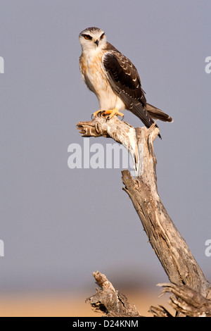 BLACK SHOULDERED KITE Elanus caeruleus Stock Photo